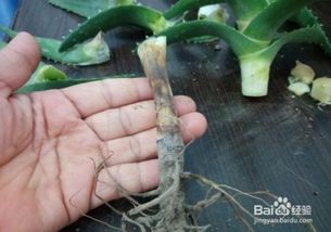 芦荟根部烂了如何挽救