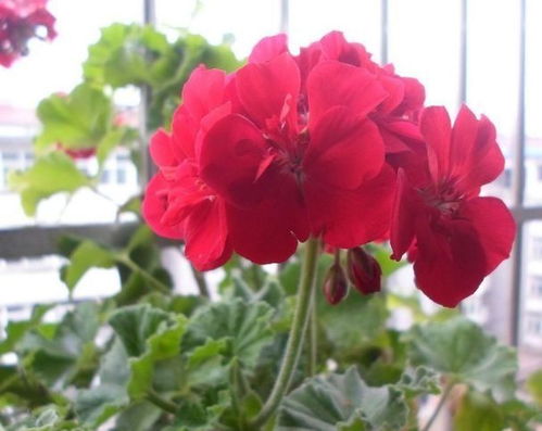 温度与花的秘密