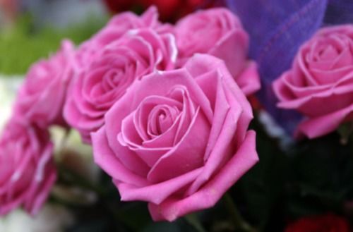 玫瑰花的世界，花团锦簇，种类繁多