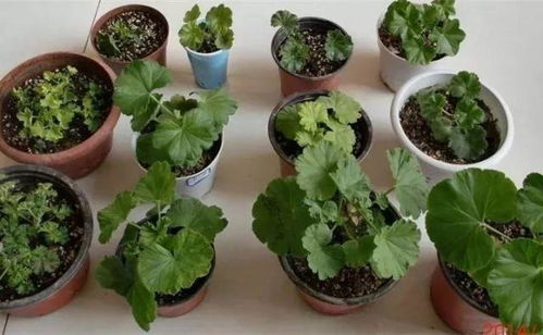 第二步：处理枝条