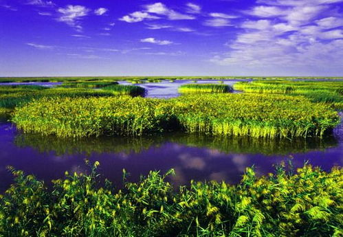 盘锦湿地的碱蓬草， 那才叫一个顽强