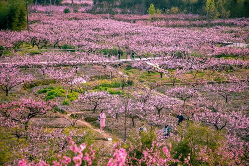 秋天的浪漫之旅：10-11月赏花去哪里好？