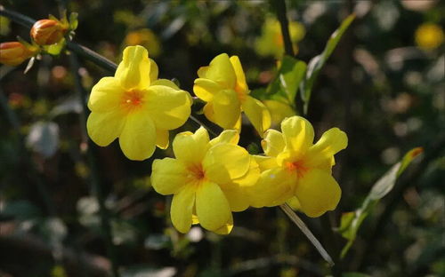 一、 迎春花种植密度的影响因素