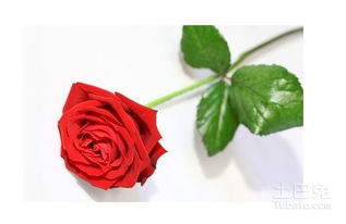 玫瑰：爱情的象征