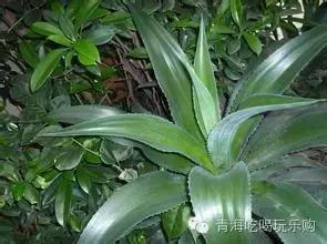 龙舌兰花语奥秘：探寻花语背后的神秘寓意