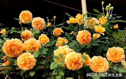 十大爬藤月季排名，哪个品种蕞强？