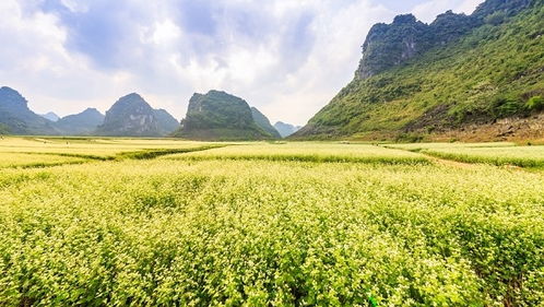 南召辛夷的独特功效