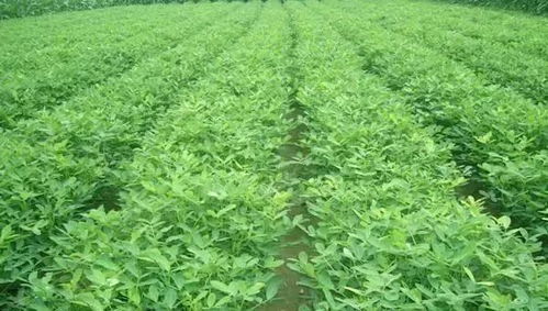 生根药， 花生繁殖的“助推器”