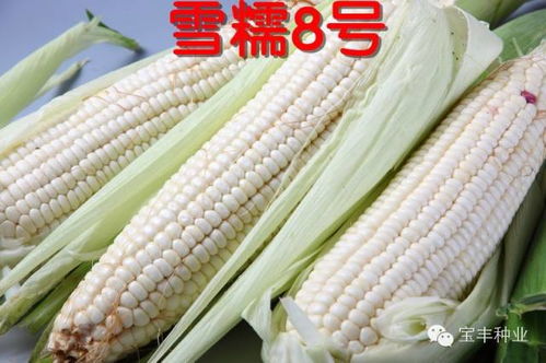 籽粒玉米生育期约需110天