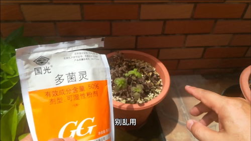 烂根的黄杨，还能不能用多菌灵？