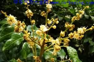 龙眼花开时 苍蝇嗡嗡飞