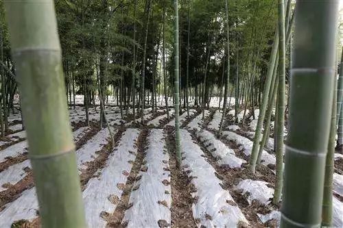 姬岩垂草：小草儿， 大作用