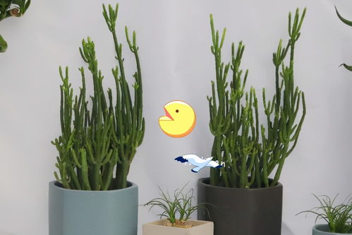 彩叶草有毒吗？养这种植物要注意哪些方面