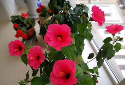 扶桑花的修剪， 就像给花穿新衣