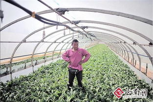 蔬菜种植新潮流：种什么菜Zui畅销？