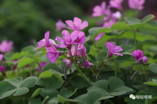 揭秘植物界长寿冠军：最长花期花卉排行榜