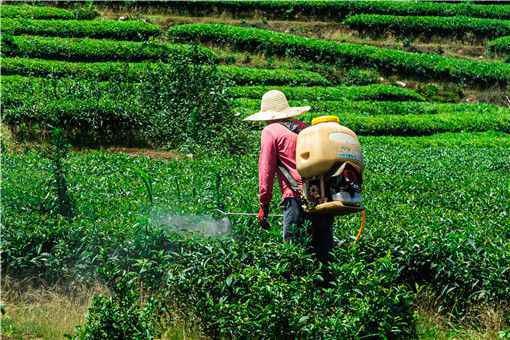 夏天喷农药，注意事项不少