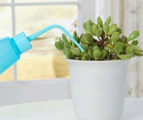 见干见湿浇水法对多肉植物浇水养护