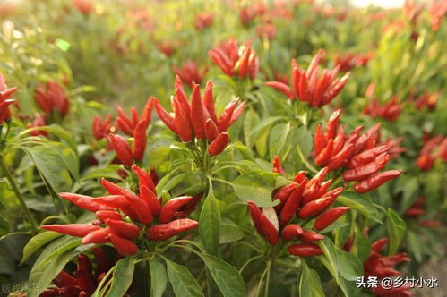 辣椒种植方法简单吗？超实用技巧