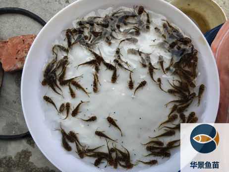 冬季鱼种投放技巧：水温适宜