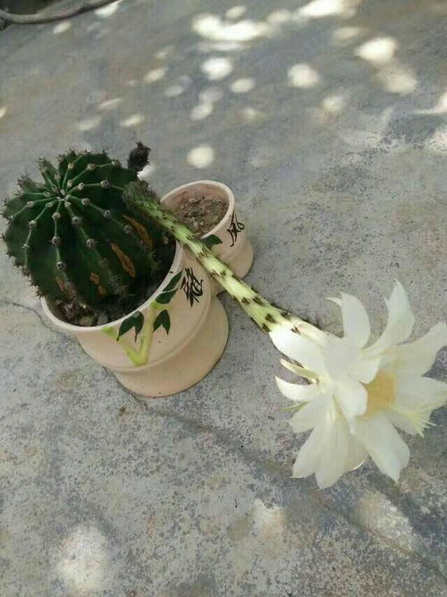 仙人球开花预示着什么？发财的征兆吗