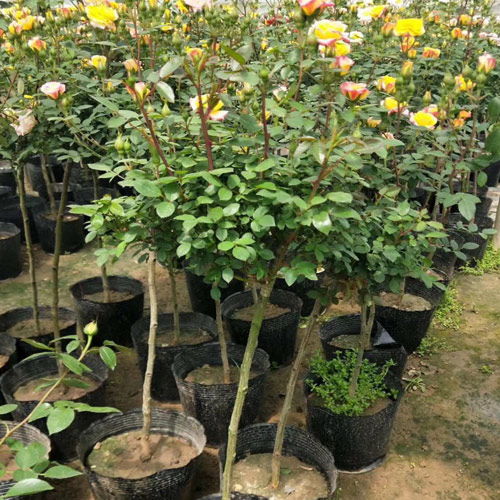 月季花树的魅力