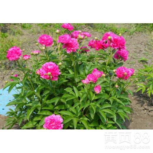 市场行情的波动