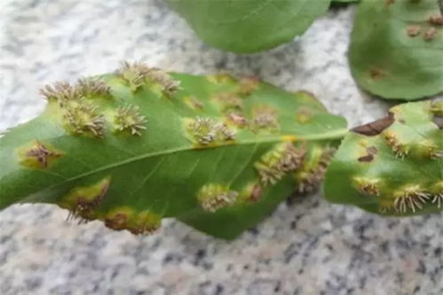 百菌清的使用方法