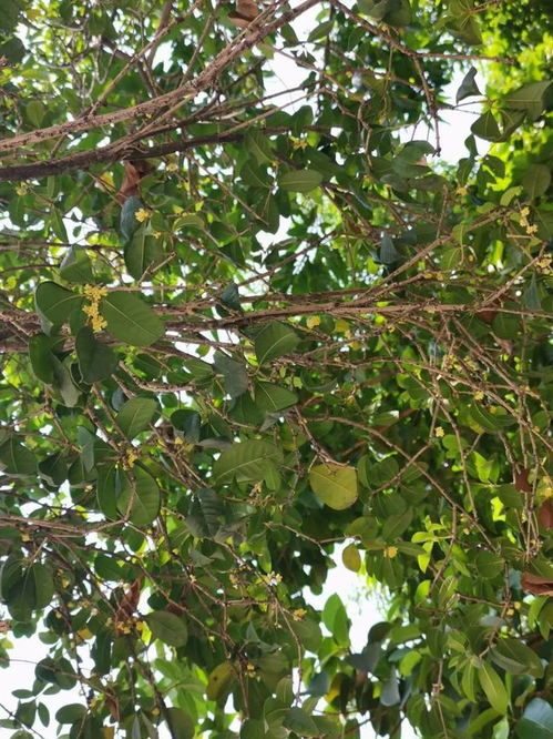 桂花香里话秋天