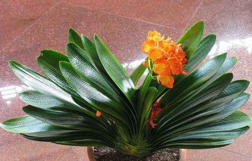 专家考察， 盲目引种要不得