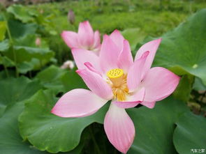 莲花“出淤泥而不染， 濯清涟而不妖”