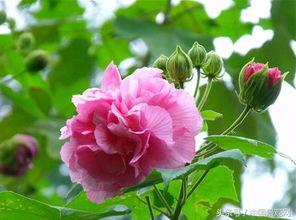 秋天可依种植以下几种花卉