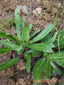 这个别墅里的菜， 真是让人眼花缭乱