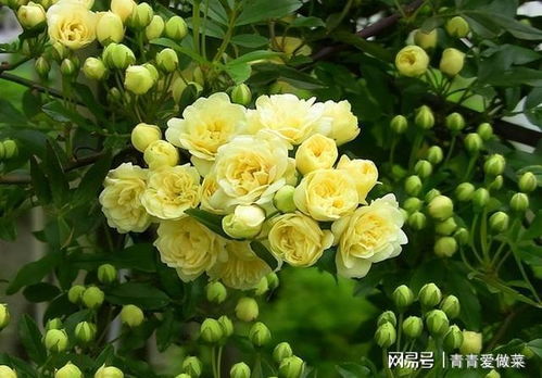 第四步：修剪要勤快， 木香花梗美观