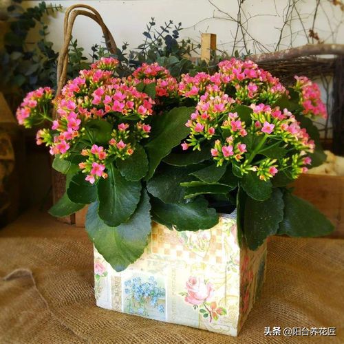 五种花的寓意探秘