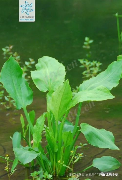豆角与百菌清：平安吗？