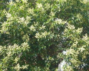 物理防治：剪除法