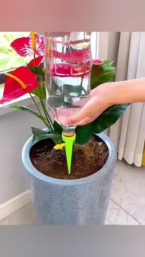 可乐浇花？小心毁掉你的绿植！#花卉养护#