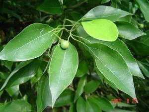 防治病虫害，叶子长黑斑、被啃成锯齿状怎么办？