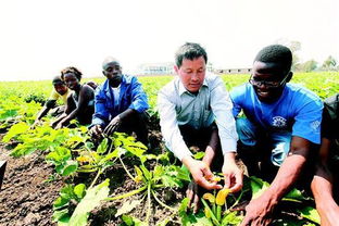 一、非洲适宜种植的蔬菜