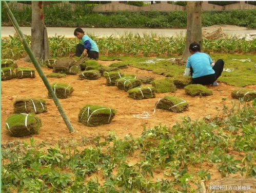 铺设技巧：铺草皮的时候要注意啥