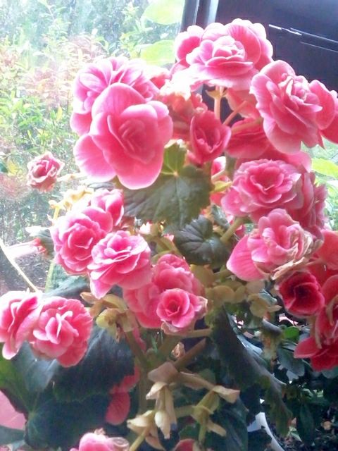 万寿菊：夏日里的吉祥物