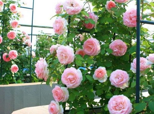 粉色至尊地毯月季的花期是多久？