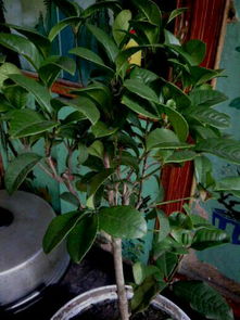 插枝前要Zuo些什么