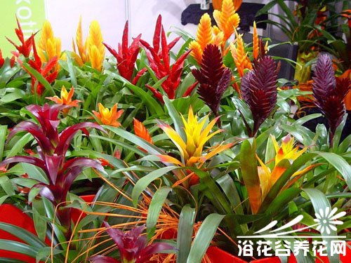紫凤梨花变绿？用这种方法试试
