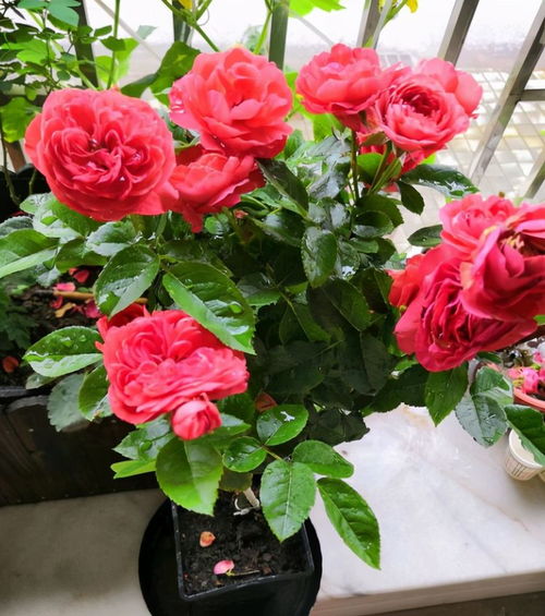 肥料月季花儿开花的助推器