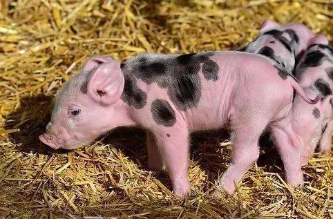 收猪潜规则曝光：猪农小心