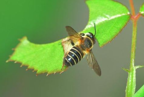 月季叶子椭圆形切口之谜：切叶蜂的恶行