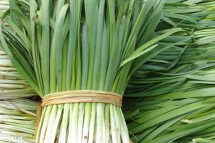 竹子移栽：春季和秋季哪个梗容易成活？