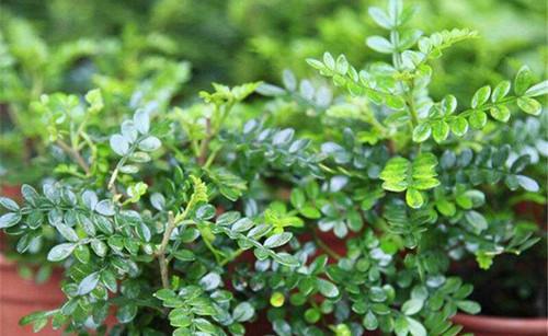 根腐病抢救指南